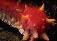 sea cucumber2