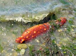 sea cucumber3