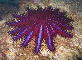 sea star2