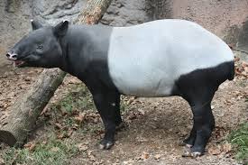 tapir