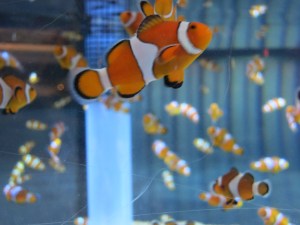 More Clownfish