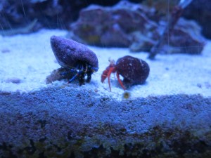 Hermit crabs!