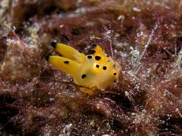 nudibranch