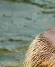 walrus (2)