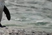 african penguin