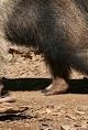 anteater (2)