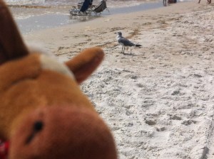 Edmond photo bombing a seagull