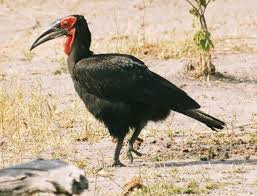 ground hornbill1