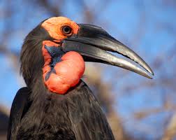 ground hornbill2