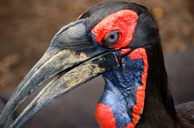 ground hornbill3