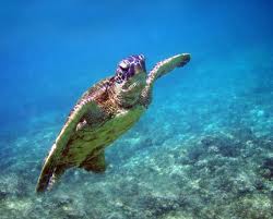 sea turtle5