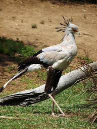 secretary bird