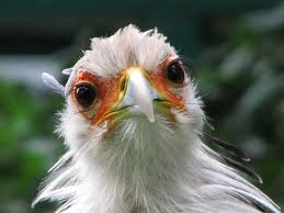 secretary bird2