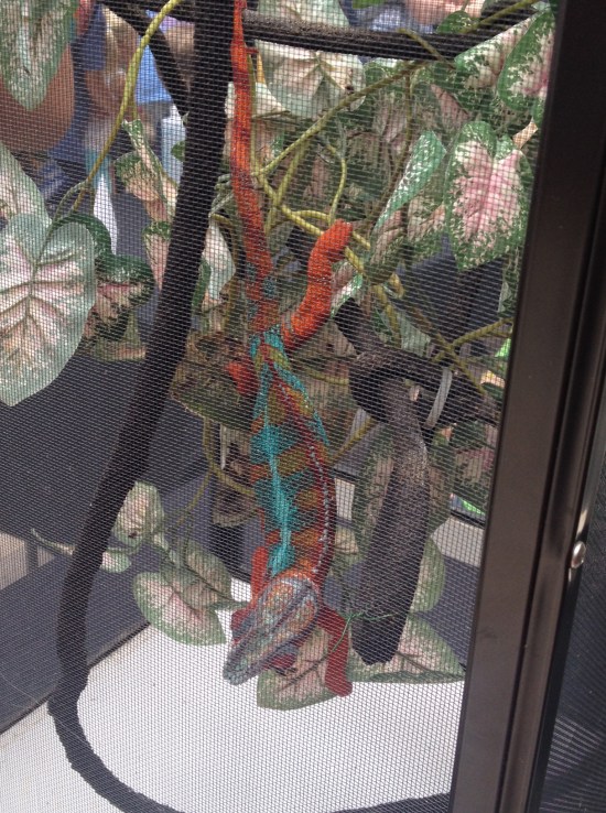 chameleon