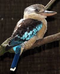 kookaburra