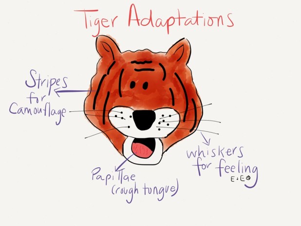 tiger adaptations