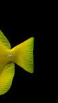 yellow tang