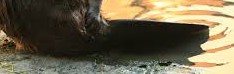 beaver