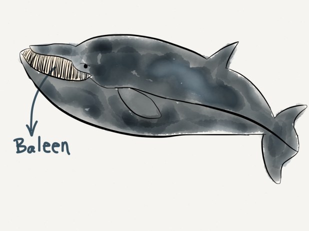 swow baleen cartoon