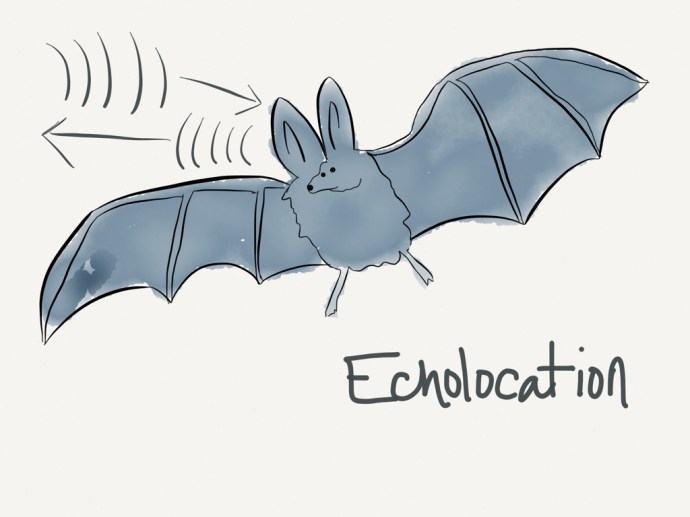 swow echolocation cartoon