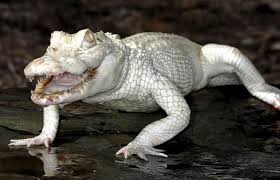 albino3