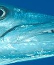 barracuda