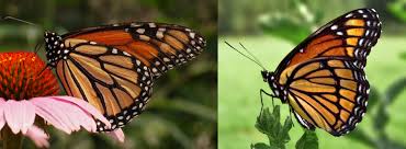 The Monarch is on the left and the Viceroy is on the right! Monarchs are toxic to birds, so it is beneficial to the viceroy to look like them!