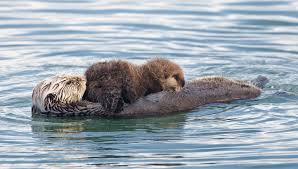 sea otter