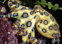 blue ringed octopus3