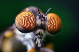 compound eye pic