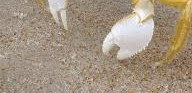 ghost crab