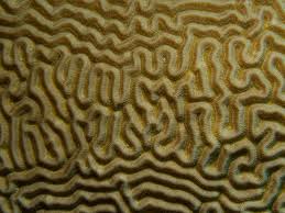 brain coral2