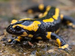fire salamander