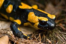 fire salamander2