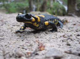 fire salamander3