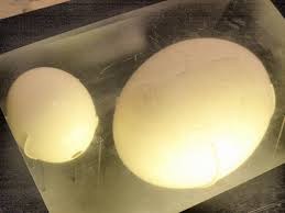 Elephant bird egg on right next to an ostrich egg.