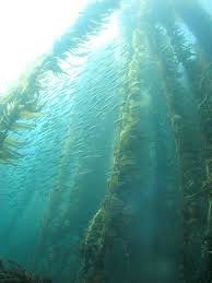 kelp forest