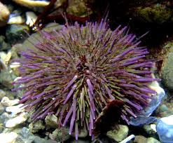 purple sea urchin