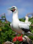 red footed booby