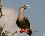 red footed booby2