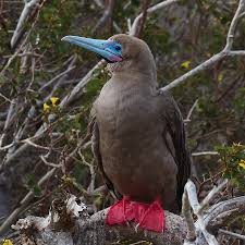 red footed booby3