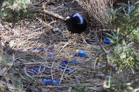 bowerbird