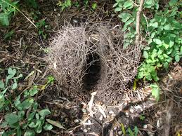bowerbird2