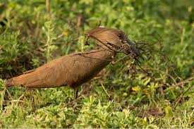 hammerkop
