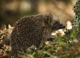 hedgie