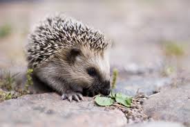 hedgie2