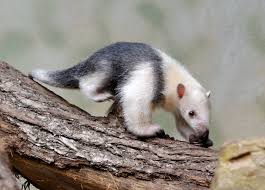 tamandua