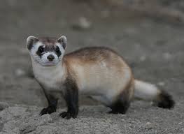 Black Footed Ferret