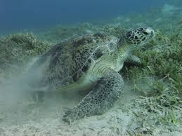 green sea turtle