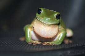 green tree frog